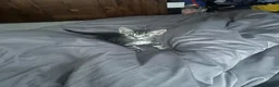British Shorthair cats for sale: Male kitten half British shorthair  - Advert 1
