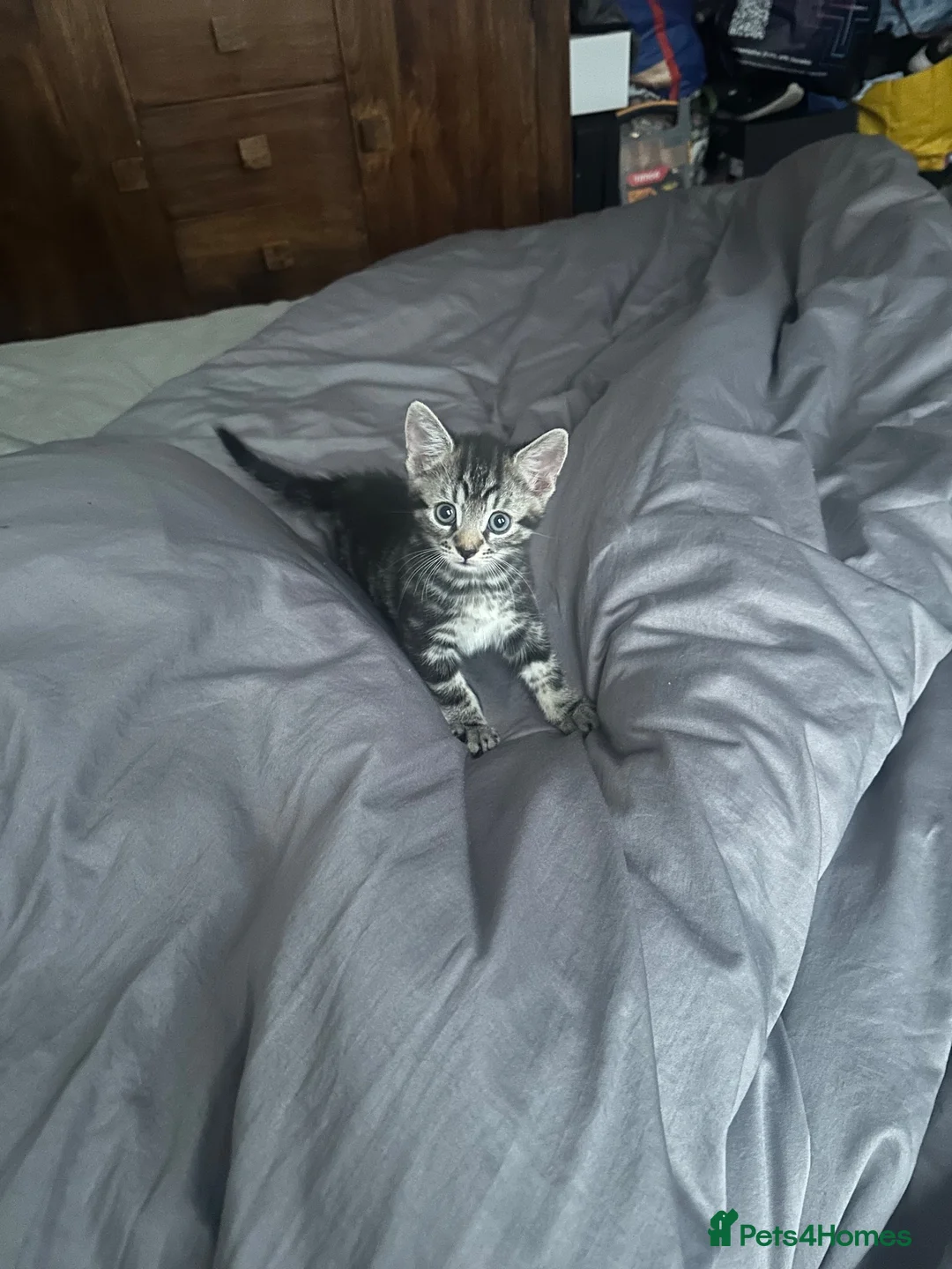 British Shorthair cats for sale: Male kitten half British shorthair  - Advert 1