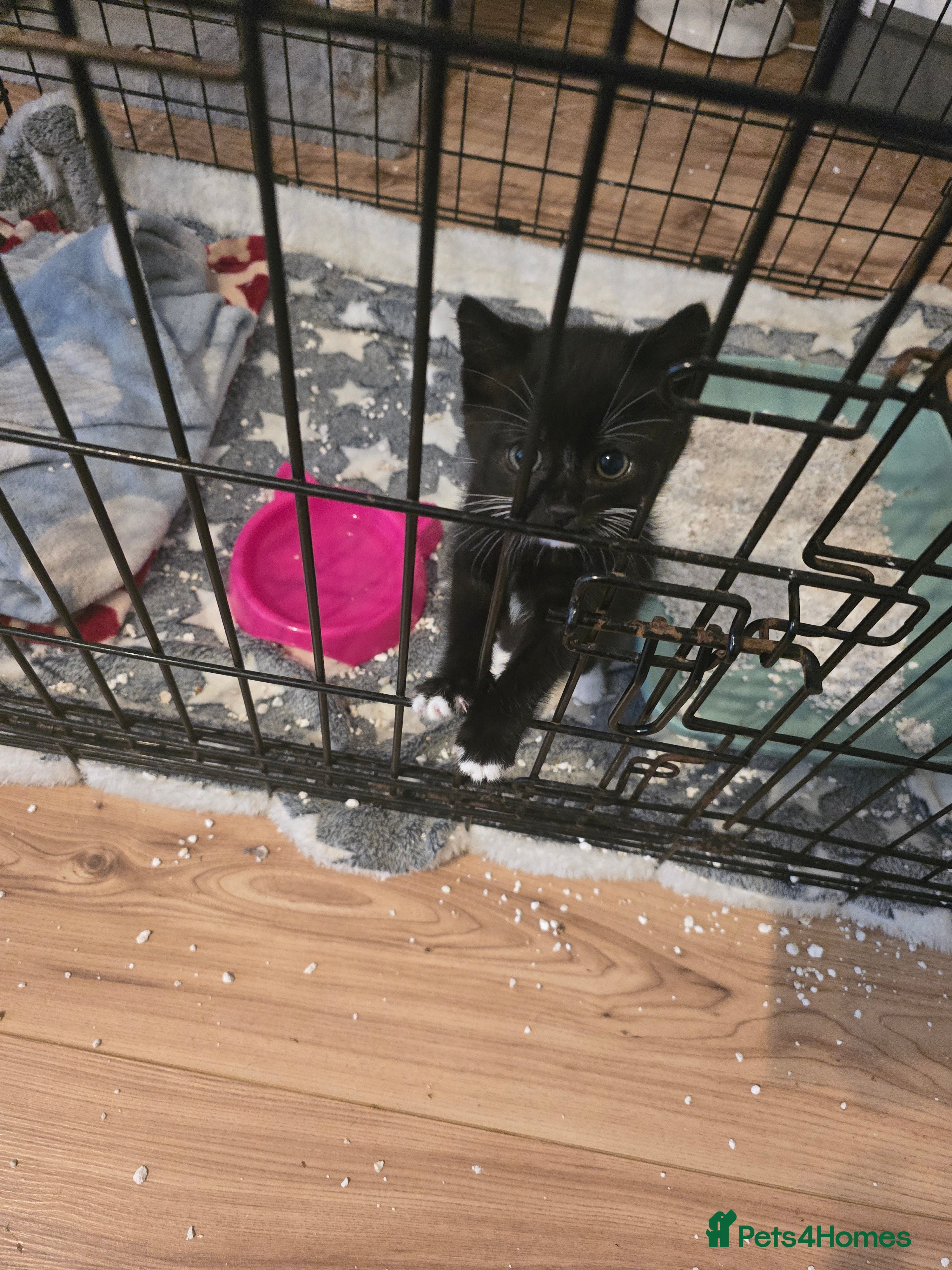 Mixed Breed cats Kitten to a good home  - Advert 1