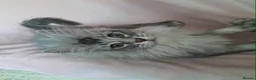 Maine Coon cats for sale: black smoke/polydactyl maine coonTICA kittens - Advert 11