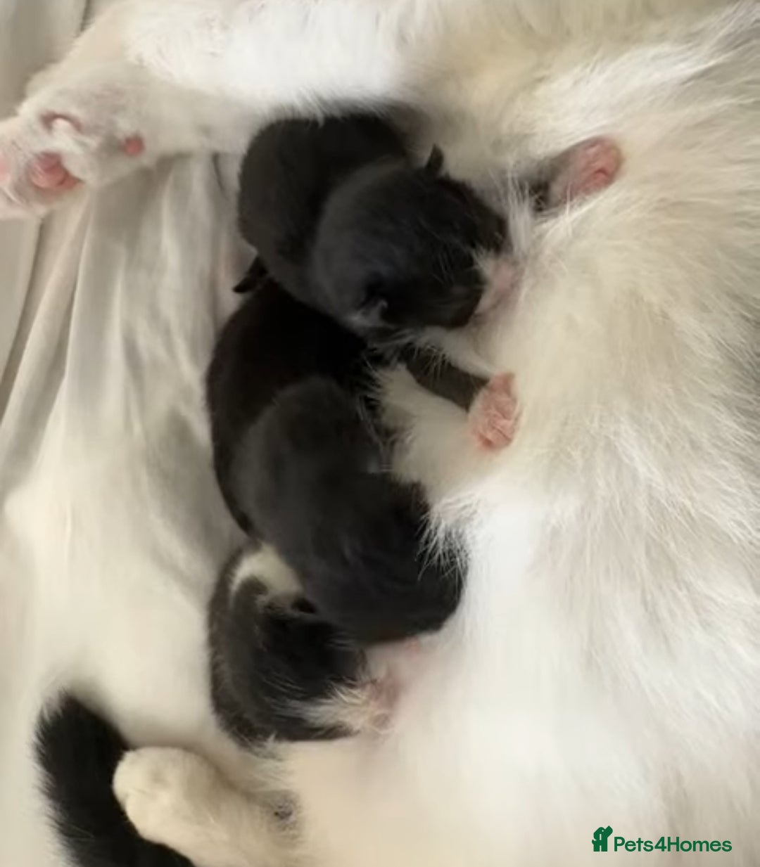 Mixed Breed cats for sale: 7 week Female Tuxedo Kitten  - Advert 5