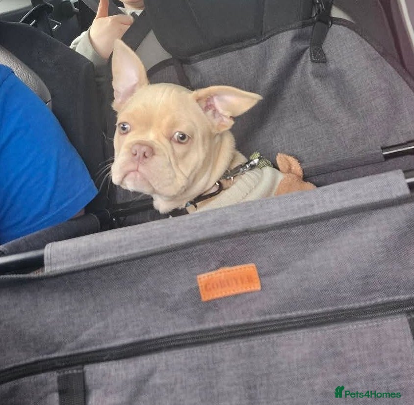 French Bulldog dogs Beautiful boy for sad sale - Advert 1