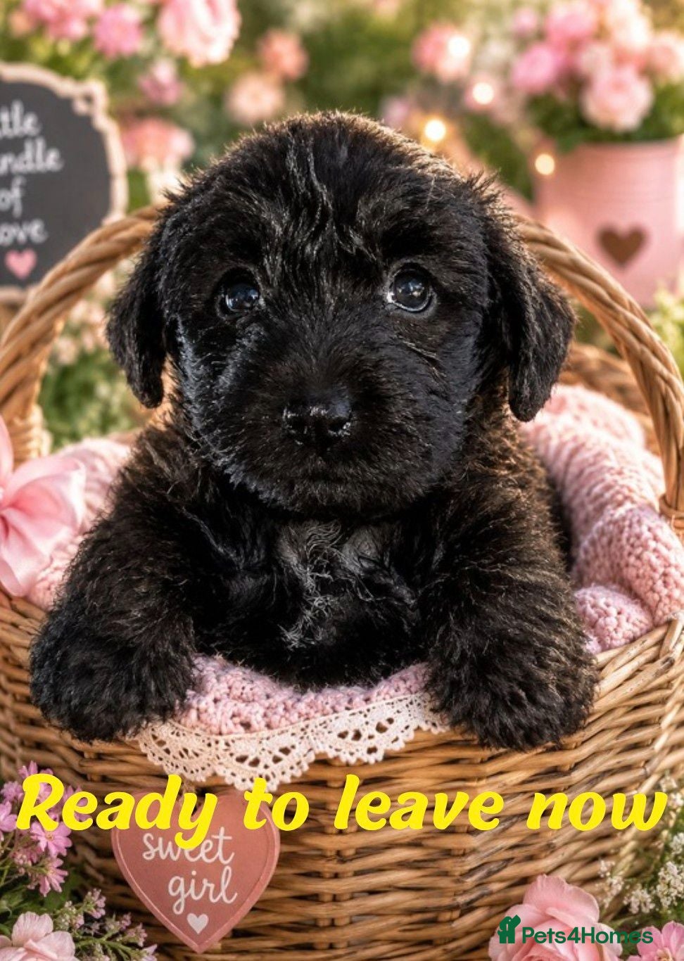 Mixed Breed dogs Miniature poodle x scot terrier/ poodle x puppies  - Advert 8