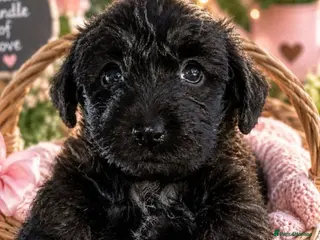 Mixed Breed dogs Miniature poodle x scot terrier/ poodle x puppies - Advert 8