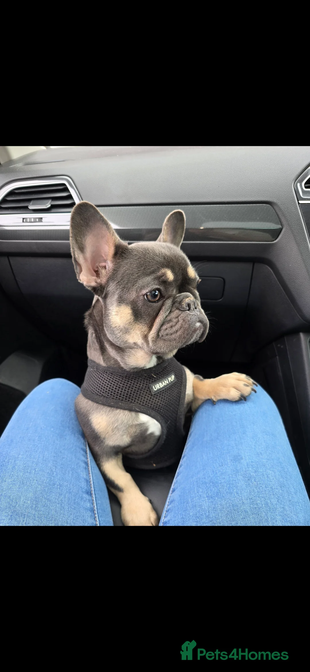 French Bulldog dogs for sale: French bulldog - Advert 3