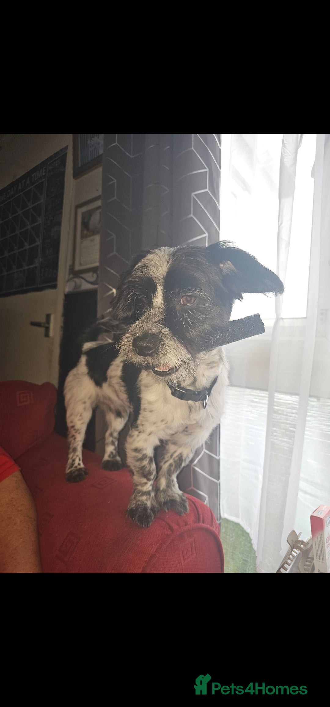 Mixed Breed dogs for sale: Jack russell pups - Image 6