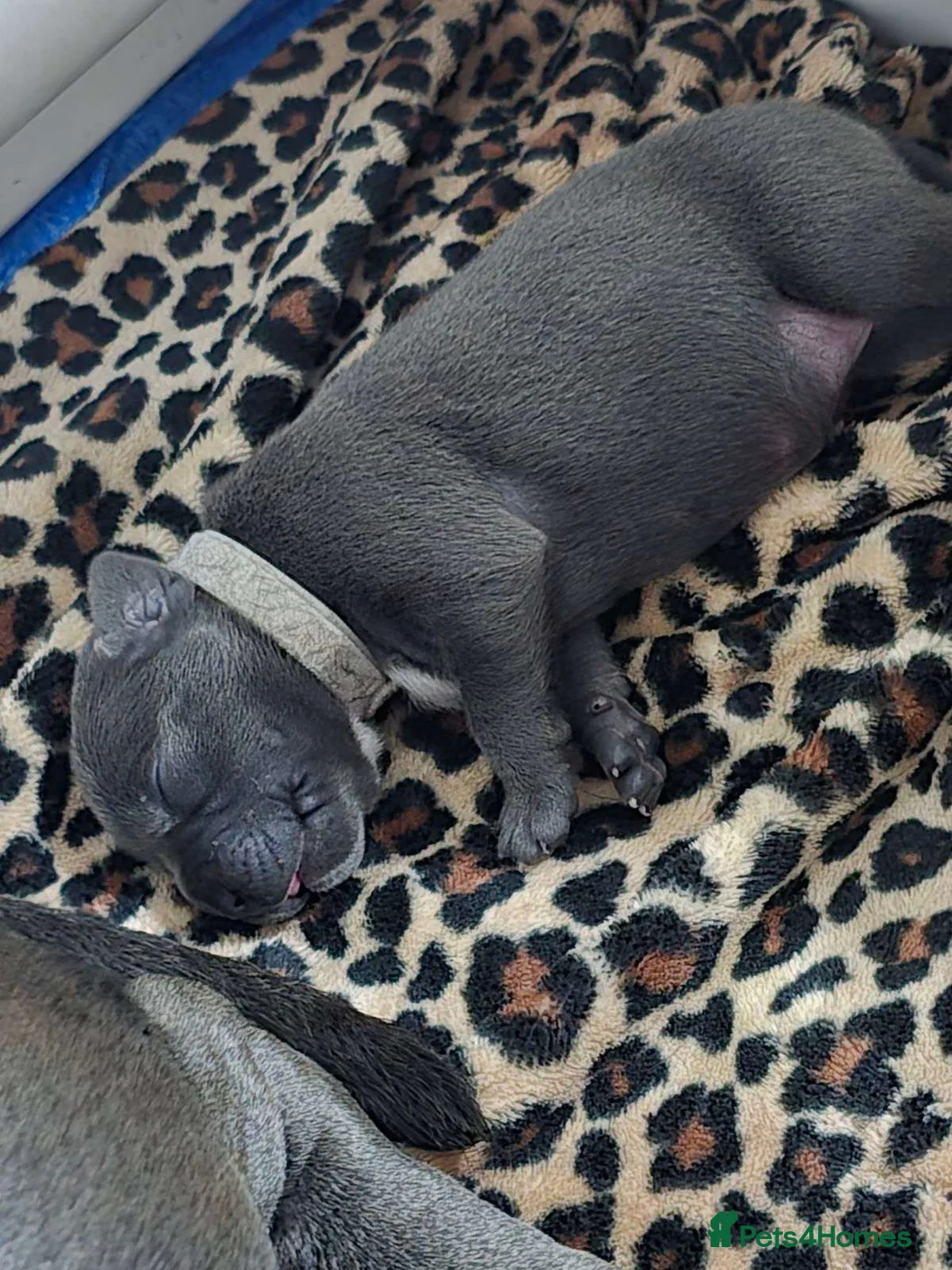 Staffordshire Bull Terrier dogs for sale: Strong PURE Blue Eng Staffordshire Bull Terrier - Advert 6