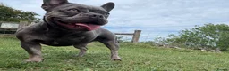 French Bulldog dogs for sale: 2 year old girl French bulldog called Nala  - Advert 4