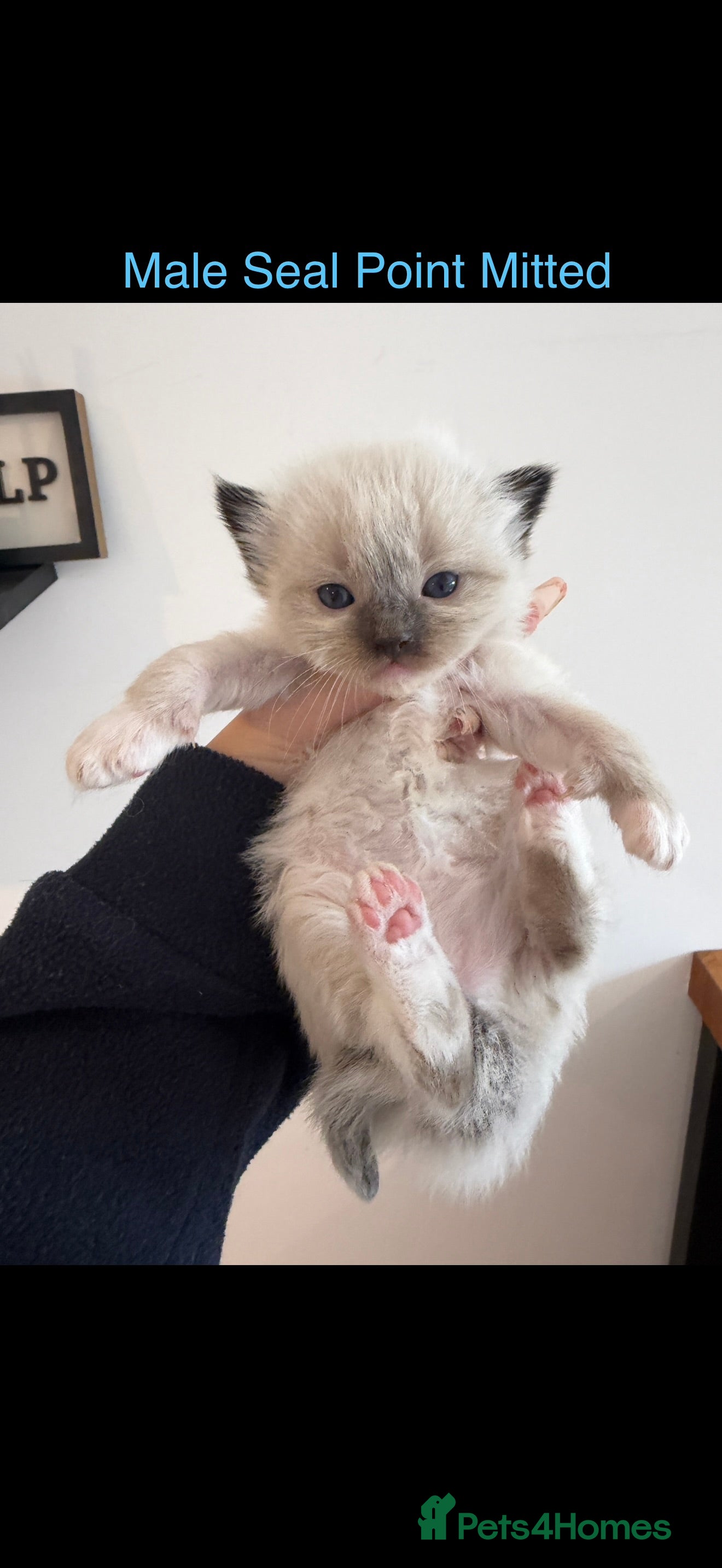 Ragdoll cats for sale: Pedigree Ragdoll Kittens - Advert 4