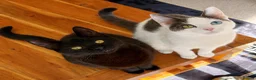 Mixed Breed cats for sale: 1 year old Male cats rehome together in Hope Valley - Advert 4