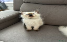 Ragdoll cats for sale: 😻 5 Beautiful Purebred Ragdoll Kittens 😻 - Image 24