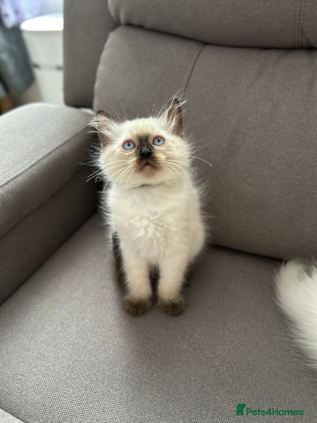 Ragdoll cats for sale: 😻 5 Beautiful Purebred Ragdoll Kittens 😻 - Image 24