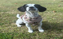 Mixed Breed dogs for sale: Mixed breed 1 year and 4 months old - Image 12