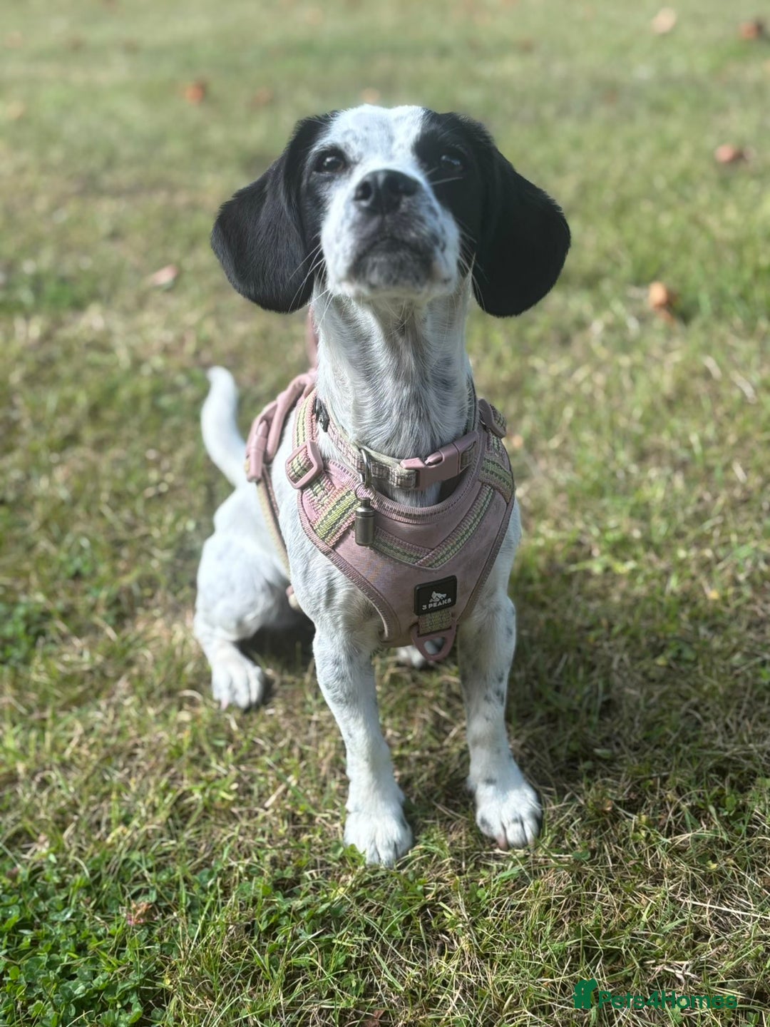 Mixed Breed dogs for sale: Mixed breed 1 year and 4 months old - Image 12