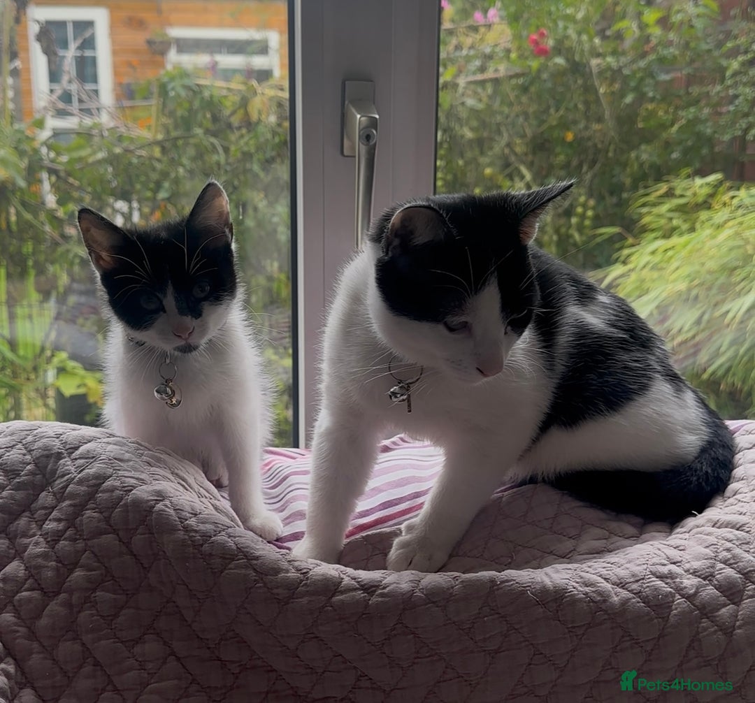 British Shorthair cats for sale: 2 Male kittens available  - Image 5