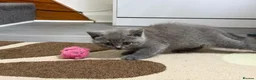 British Shorthair cats for sale: SOLD Only one Purebred Britishshorthair girls  - Advert 15