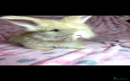 Angora rabbits for sale: Gorgeous fluffy little angora baby bunnies - Image 19
