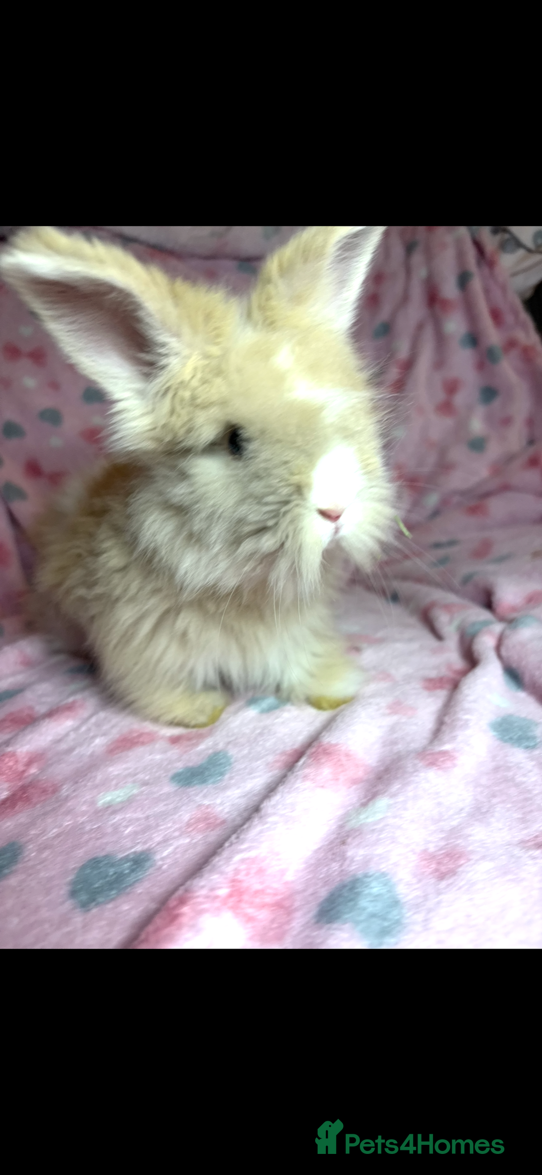 Angora rabbits for sale: Gorgeous fluffy little angora baby bunnies - Image 19