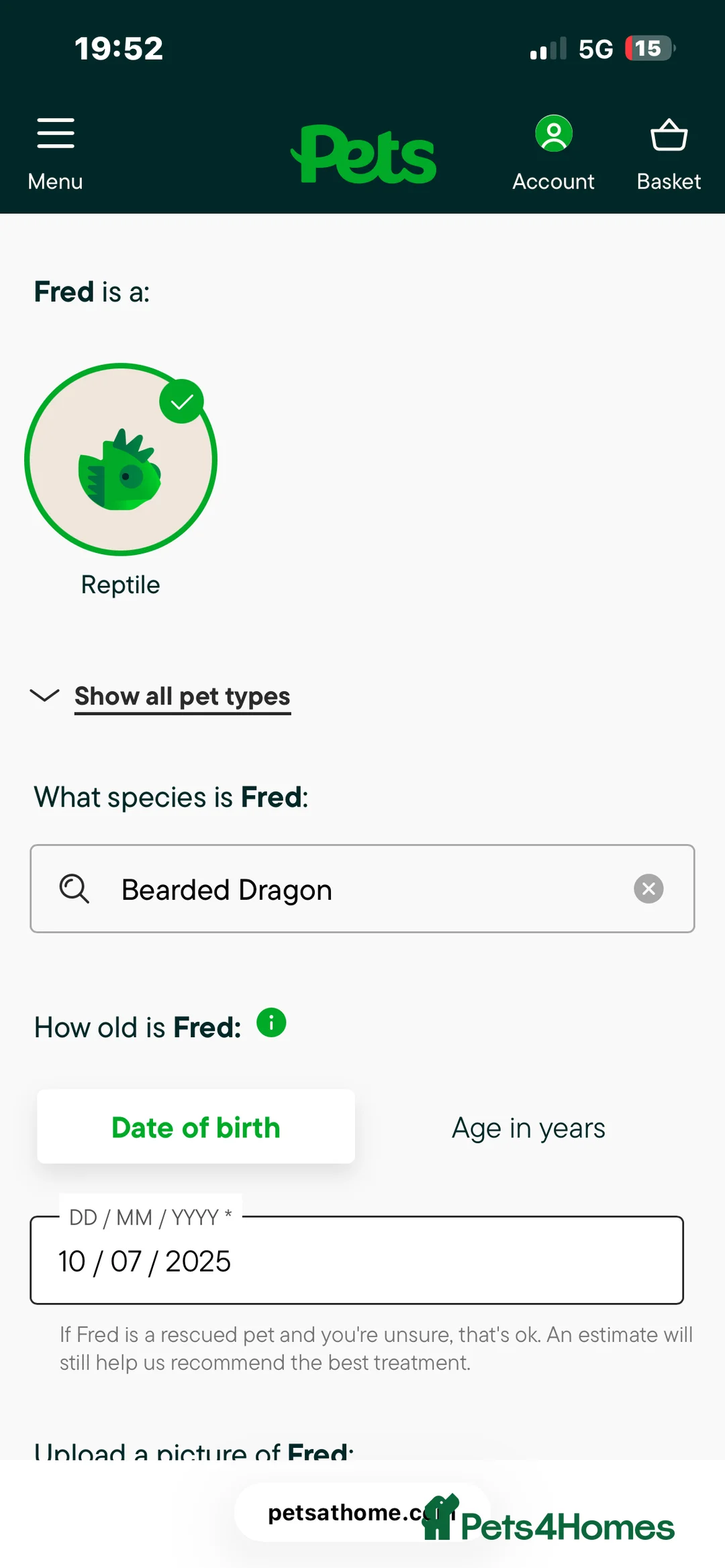 Bearded Dragon reptiles for sale: Male heated dragon 7 months old - Advert 2