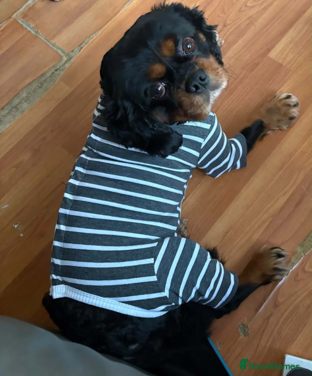 Cavalier King Charles Spaniel dogs for sale: Cavalier King Charles  - Advert 1