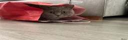 British Shorthair cats for sale: BSH girl  in Glasgow - Advert 3