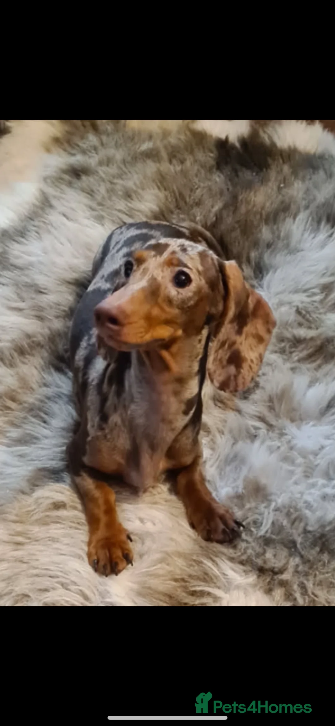 Miniature Dachshund dogs for sale: Miniature dachshund Female  - Advert 1