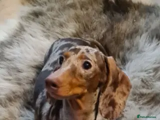 Miniature Dachshund dogs Miniature dachshund Female - Advert 1