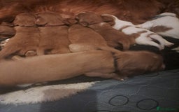 Cockalier dogs for sale: Cockerliers  health tested parents  - Image 6