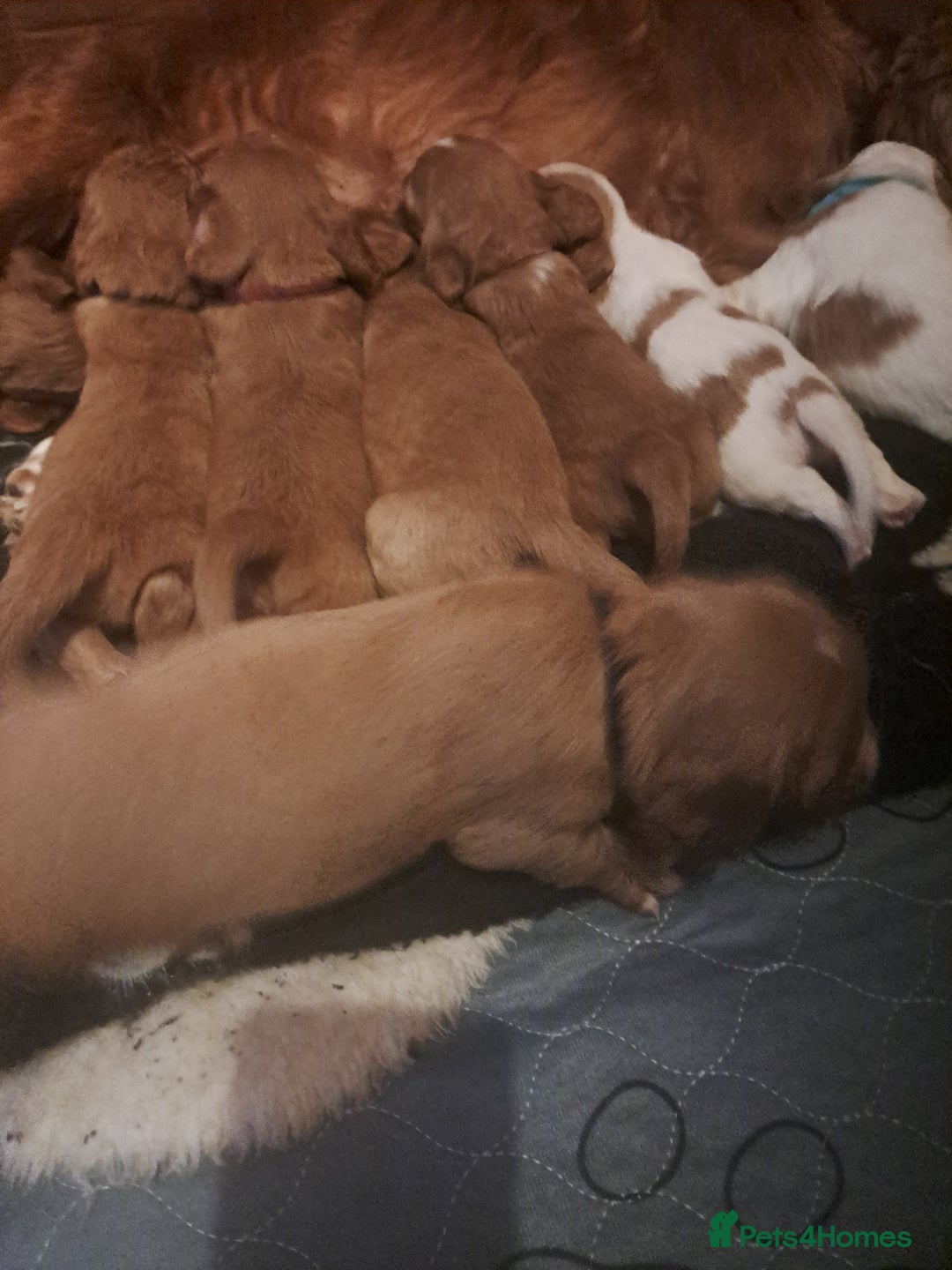 Cockalier dogs for sale: Cockerliers  health tested parents  - Image 6