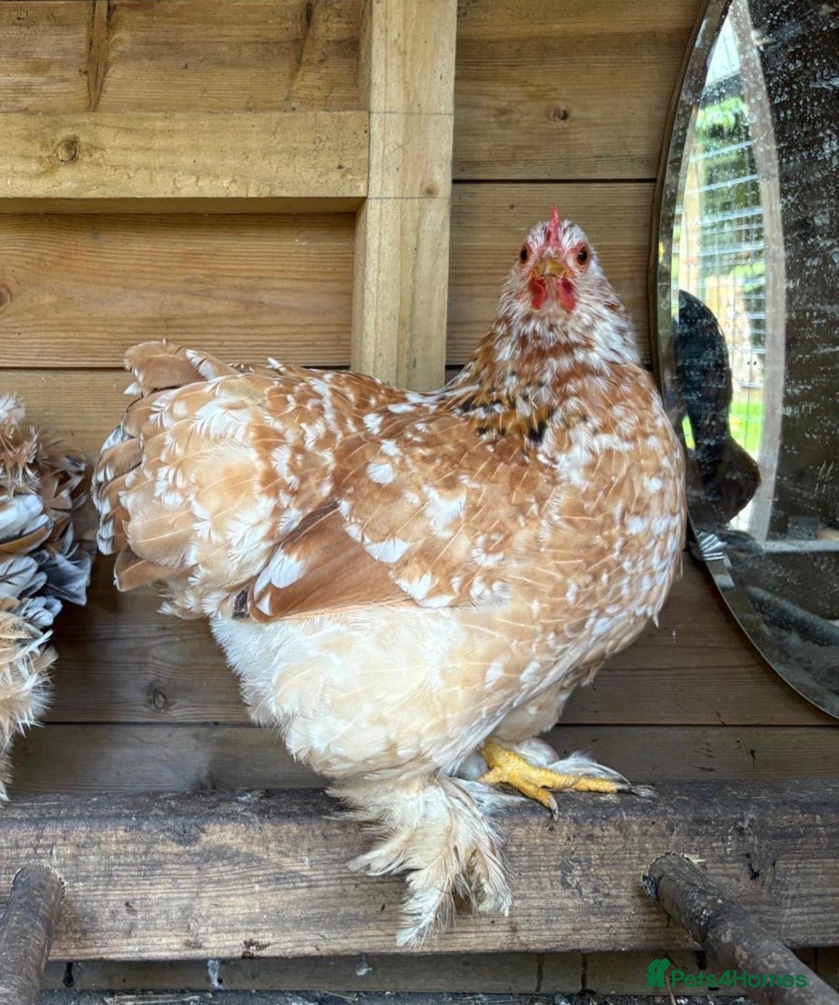 Chickens poultry Milleflure Pekin hen  - Advert 16