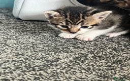 Mixed Breed cats for sale: Kittens - Image 7
