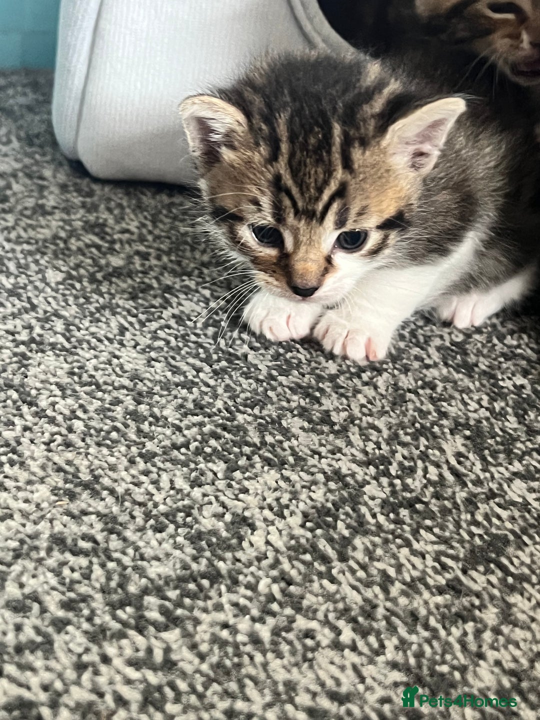 Mixed Breed cats for sale: Kittens - Image 7