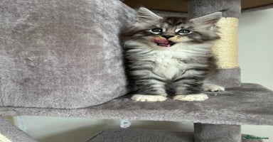 Maine Coon cats - Advert 12