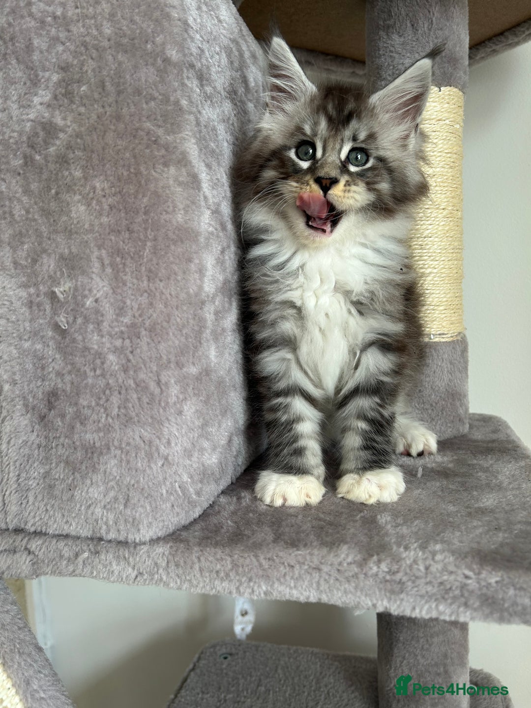 Maine Coon cats for sale: Maine Coon Silver Boy - Image 3