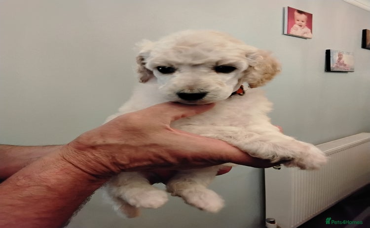 Standard Poodle dogs - Advert 5