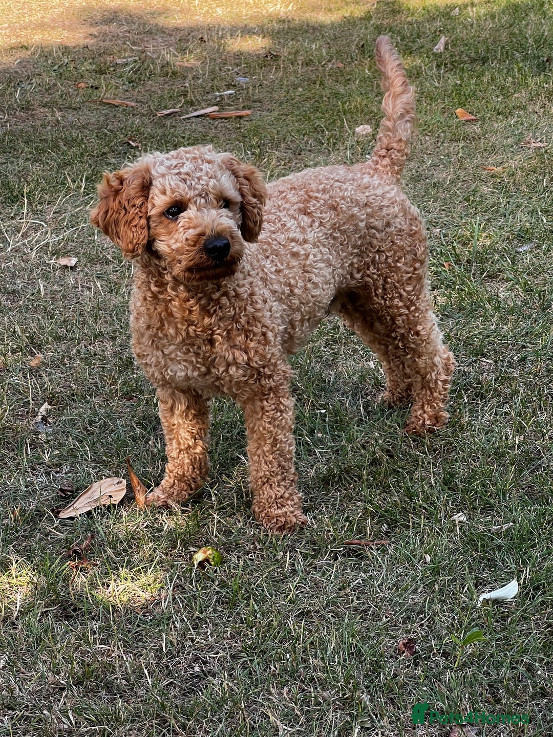 Toy Poodle dogs for stud: KC Registered Red Toy Poodle Fully DNA Tested in Radstock - Image 15