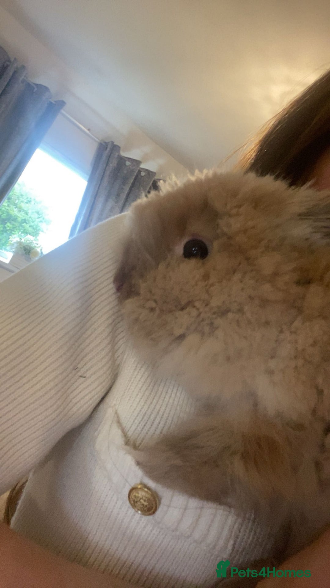 Mini Lion Lop rabbits for sale: Male mini lion lop  - Advert 7