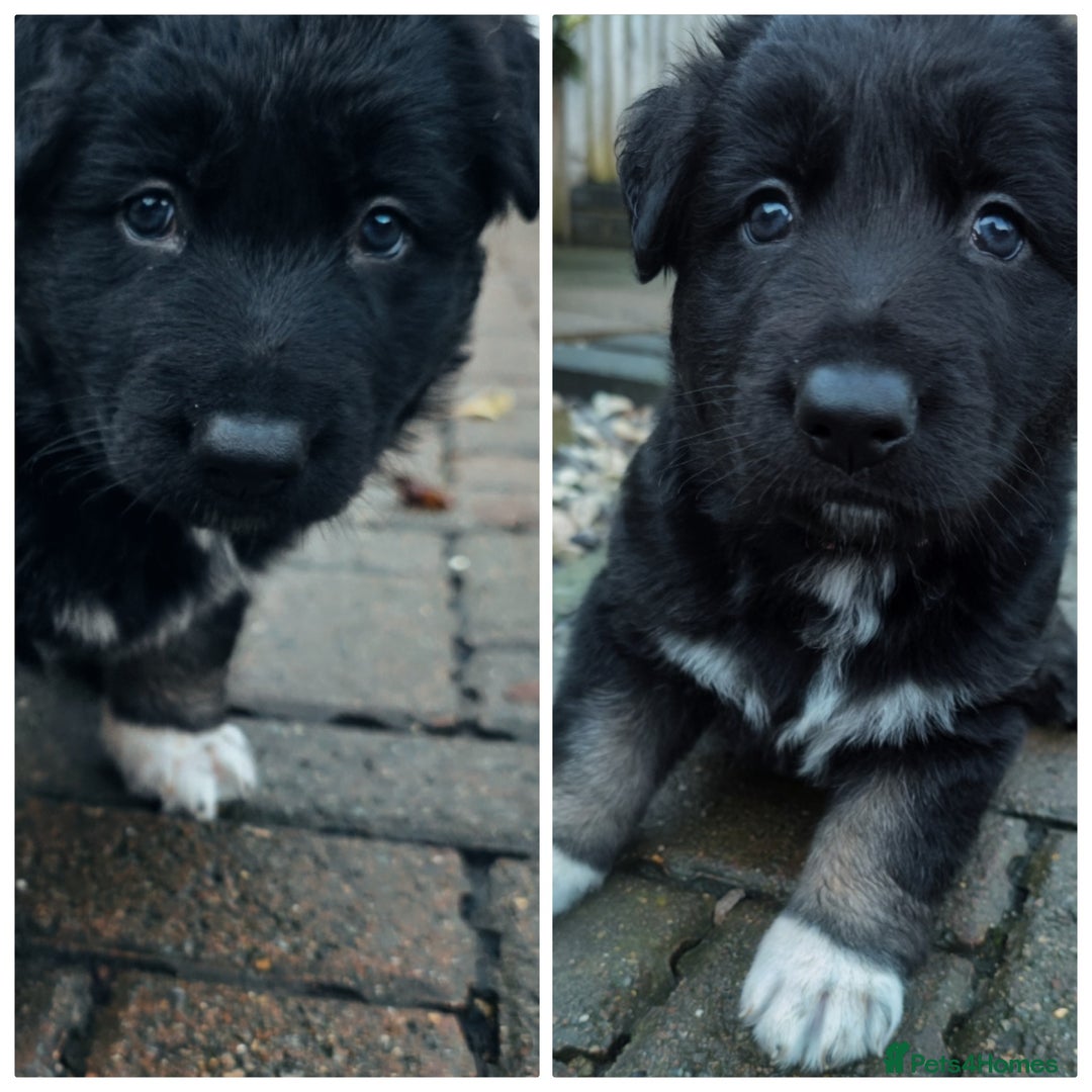 German Shepherd dogs for sale: 🐾 3 beautiful female german shepherd puppies 🐾 - Advert 7