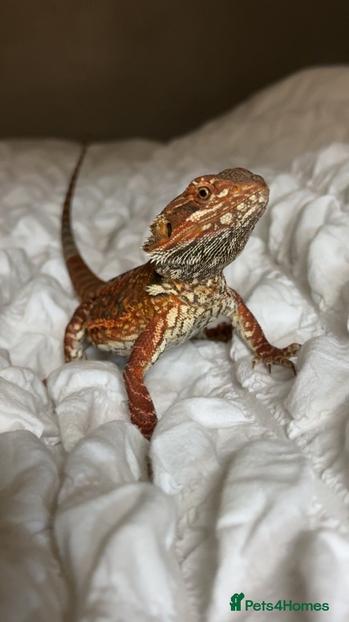 Bearded Dragon reptiles Prices in description 3 lizards message any time - Advert 2