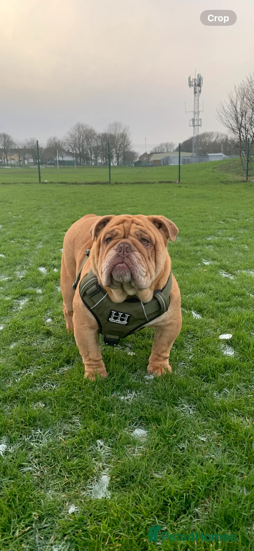 English Bulldog dogs for stud: Fluffy carrier British bulldog stud  - Advert 2