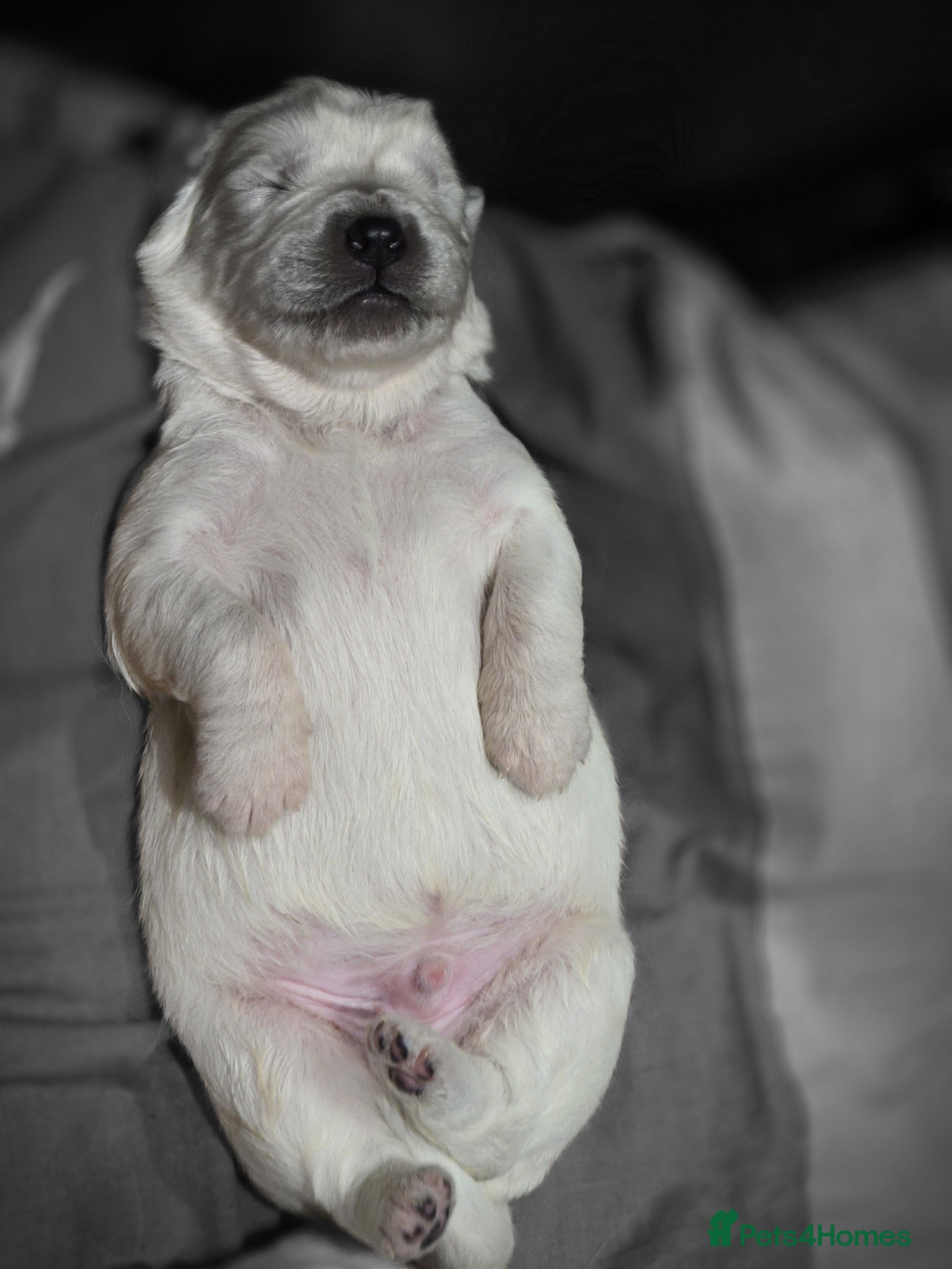 Pyrenean Sheepdog dogs RARE POLISH TATRA SHEPHERD (Owczarek Podhalanski) - Advert 2