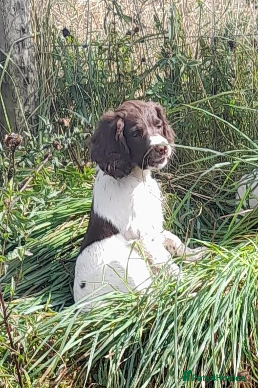 English Springer Spaniel dogs Gorgeous English Springer Spaniels Puppies - Advert 1