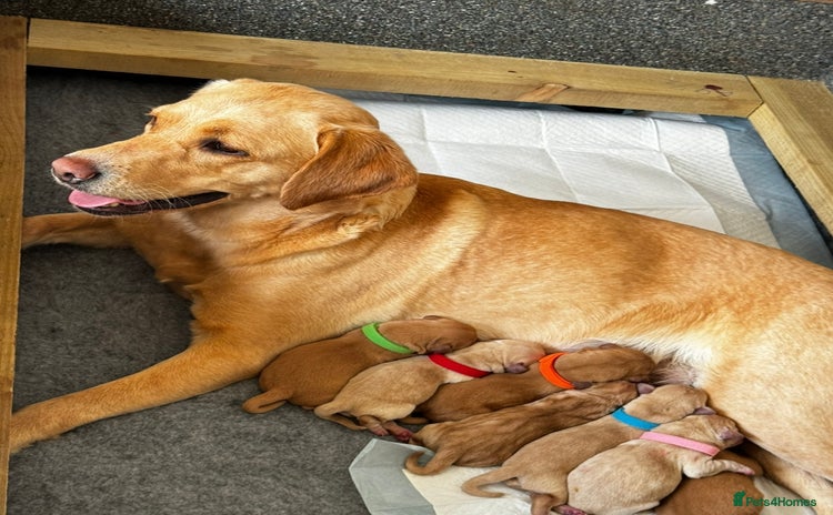 Labrador Retriever dogs - Advert 16