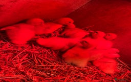 Ducks poultry for sale: Day old peaken ducks  - Image 4