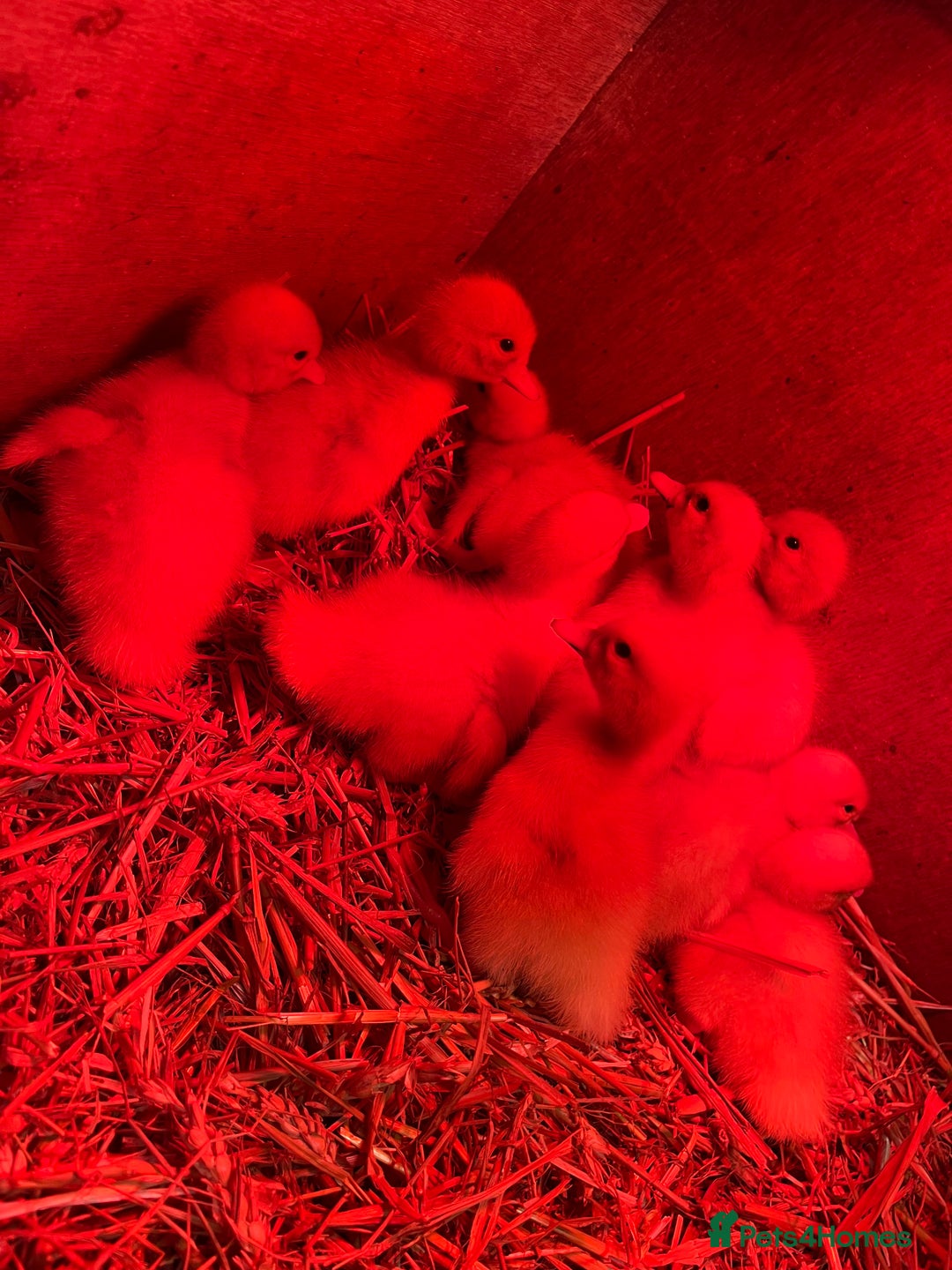 Ducks poultry for sale: Day old peaken ducks  - Image 4