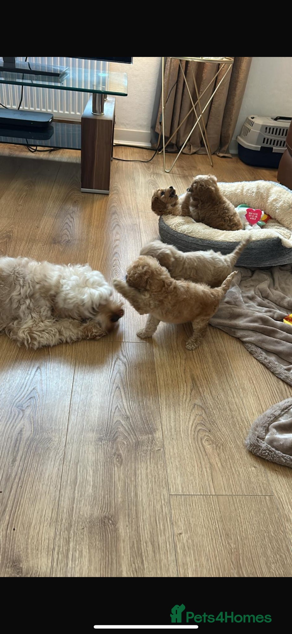 Cockapoo dogs for sale: Cockapoo puppies in Aberdeen - Advert 7