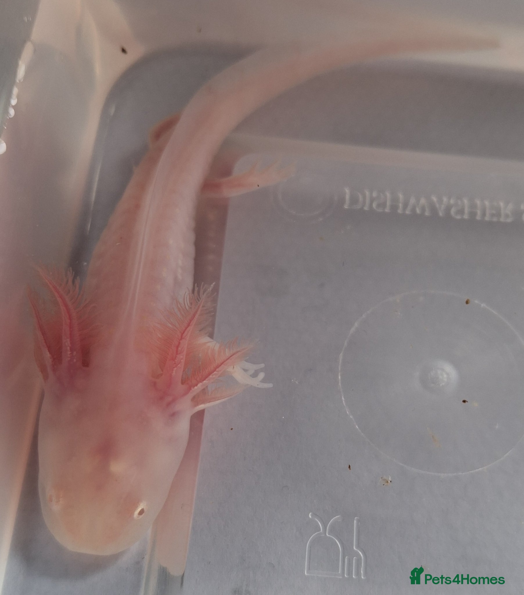 Axolotl reptiles Baby albino axolotl for sale - Advert 20