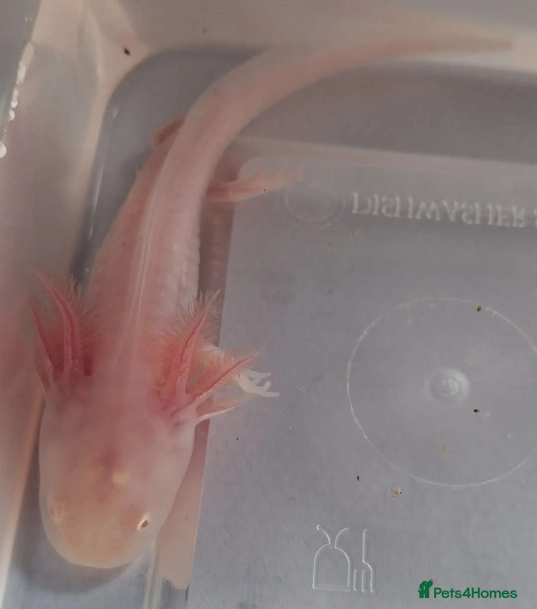 Axolotl reptiles for sale: Baby axolotls for sale in Cinderford - Advert 2