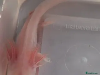 Axolotl reptiles Baby albino axolotl for sale - Advert 20