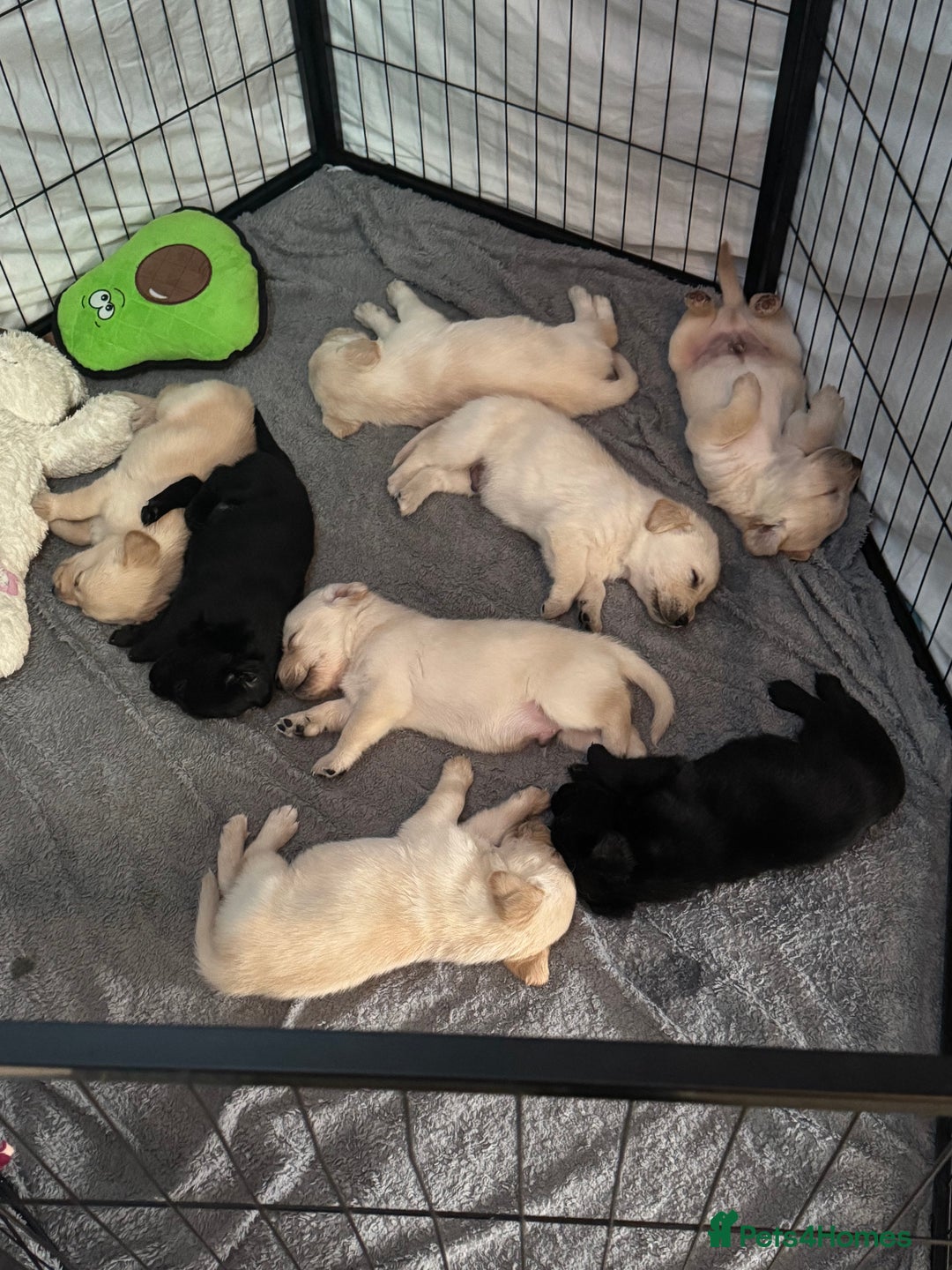 Goldador dogs for sale: 5 males 5 weeks old - Image 8